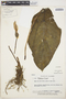 Caladium bicolor (Aiton) Vent., COLOMBIA, D. D. Soejarto 1251, F
