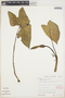 Caladium bicolor (Aiton) Vent., ECUADOR, M. Shemluck 343, F