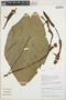 Caladium bicolor (Aiton) Vent., ECUADOR, W. A. Palacios 2502, F
