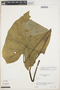 Caladium bicolor (Aiton) Vent., VENEZUELA, L. C. M. Croizat 419, F