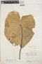 Caladium bicolor (Aiton) Vent., VENEZUELA, J. A. Steyermark 56356, F