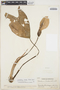 Caladium bicolor (Aiton) Vent., VENEZUELA, Ll. Williams 11128, F