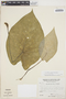 Caladium bicolor (Aiton) Vent., VENEZUELA, J. A. Steyermark 106949, F