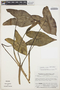 Caladium bicolor (Aiton) Vent., VENEZUELA, J. A. Steyermark 98272, F
