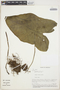 Caladium bicolor (Aiton) Vent., VENEZUELA, J. A. Steyermark 122497, F