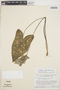 Caladium bicolor (Aiton) Vent., VENEZUELA, J. A. Steyermark 87314, F