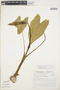 Caladium bicolor (Aiton) Vent., VENEZUELA, F. J. Breteler 3913, F