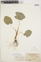 Colocasia esculenta (L.) Schott, BRITISH GUIANA [Guyana], B. E. Dahlgren, F