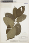 Piper tuberculatum Jacq., BRITISH GUIANA [Guyana], A. C. Smith 3436, F