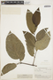 Piper tuberculatum Jacq., BRITISH GUIANA [Guyana], A. C. Smith 3366, F