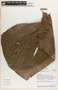 Anthurium umbraculum Sodiro, ECUADOR, V. Zak 3703, F