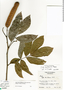 Inga nobilis subsp. quaternata (Poepp.) T. D. Penn., Guatemala, E. Contreras 6209, F