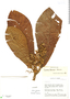 Saurauia lehmannii Hieron., Ecuador, E. Schupp 35, F