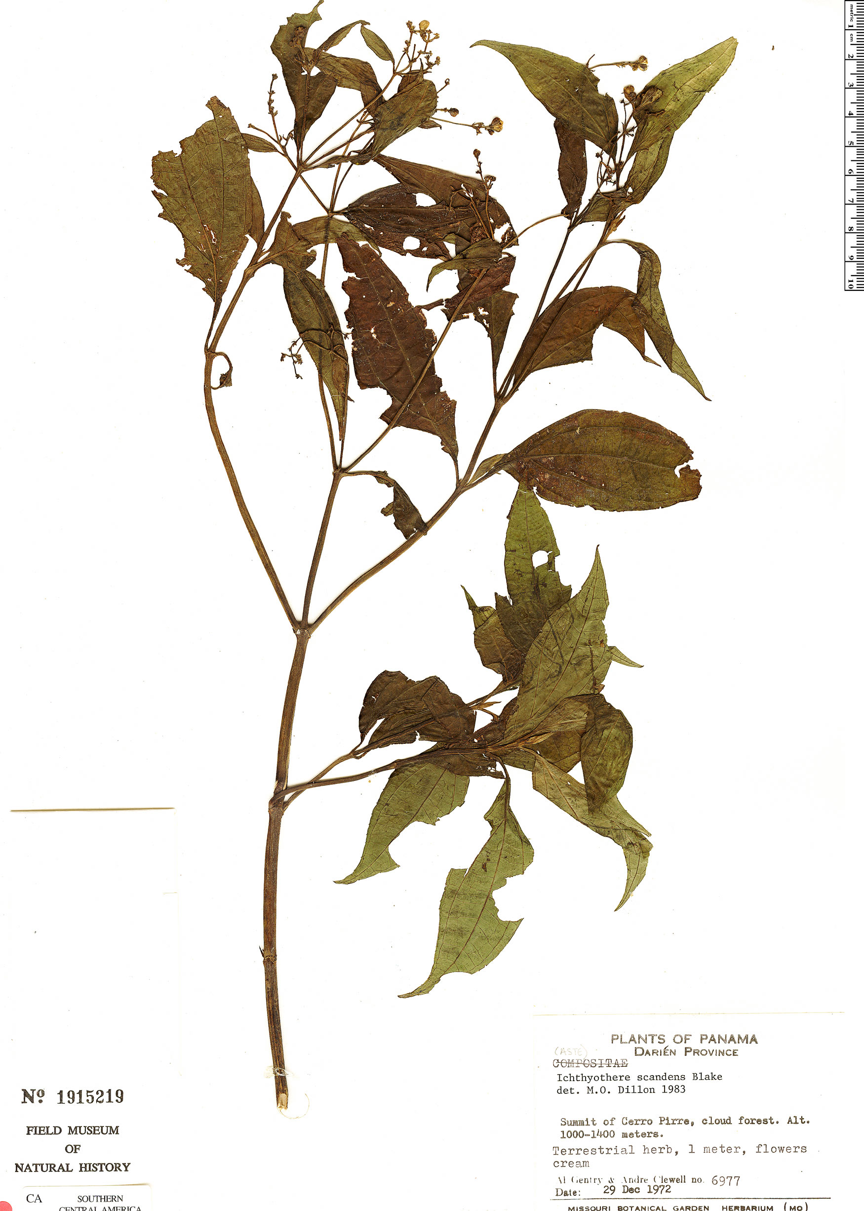 Ichthyothere scandens image