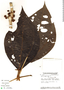 Loreya mespiloides Miq., French Guiana, S. A. Mori 14907, F