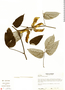 Mucuna rostrata Benth., Honduras, J. Saunders 1023, F