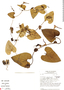 Aristolochia anguicida Jacq., Nicaragua, W. D. Stevens 4466, F