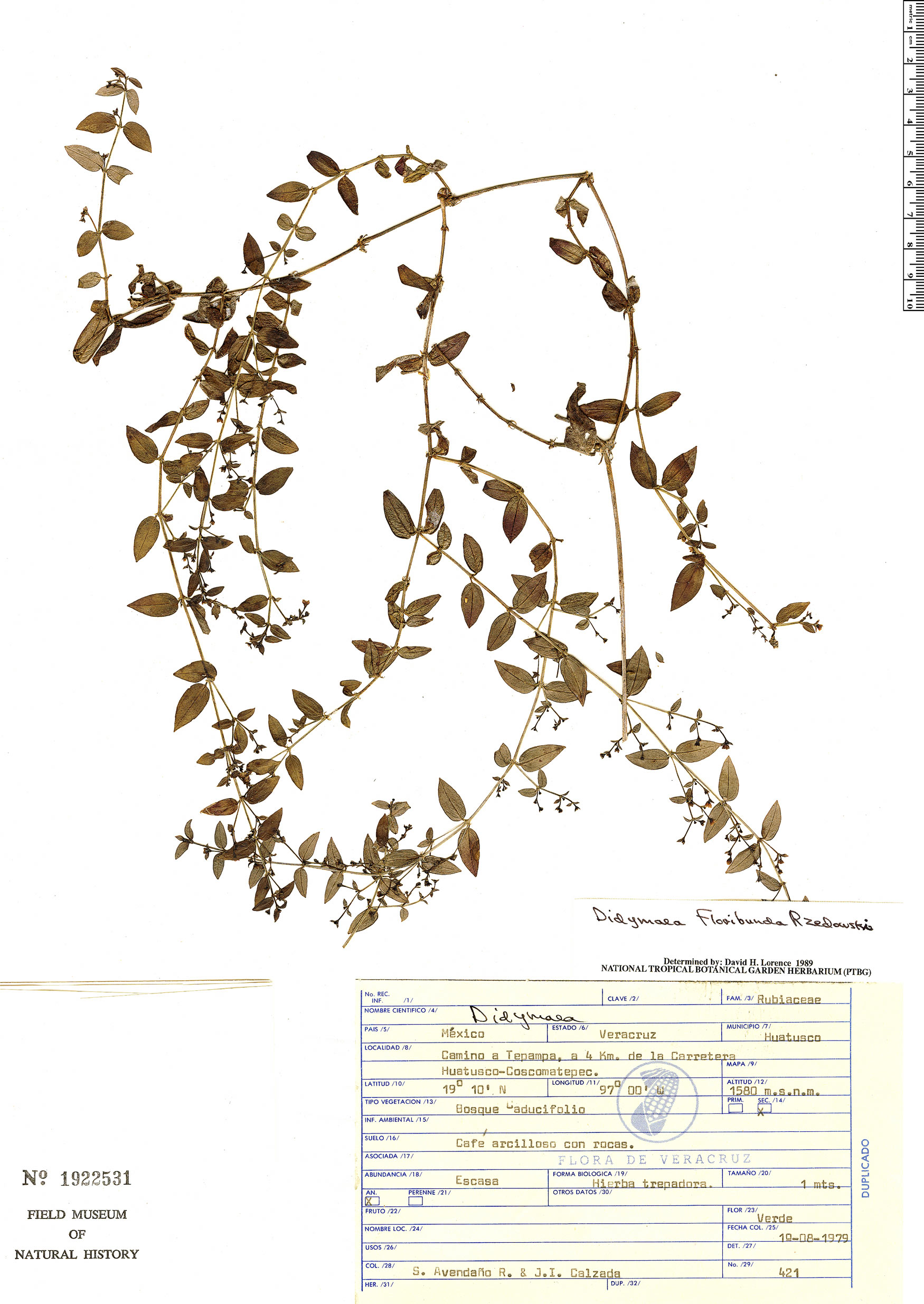 Didymaea floribunda image