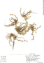 Lachemilla pinnata (Ruíz & Pav.) Rothm., Bolivia, T. Johns 8245, F
