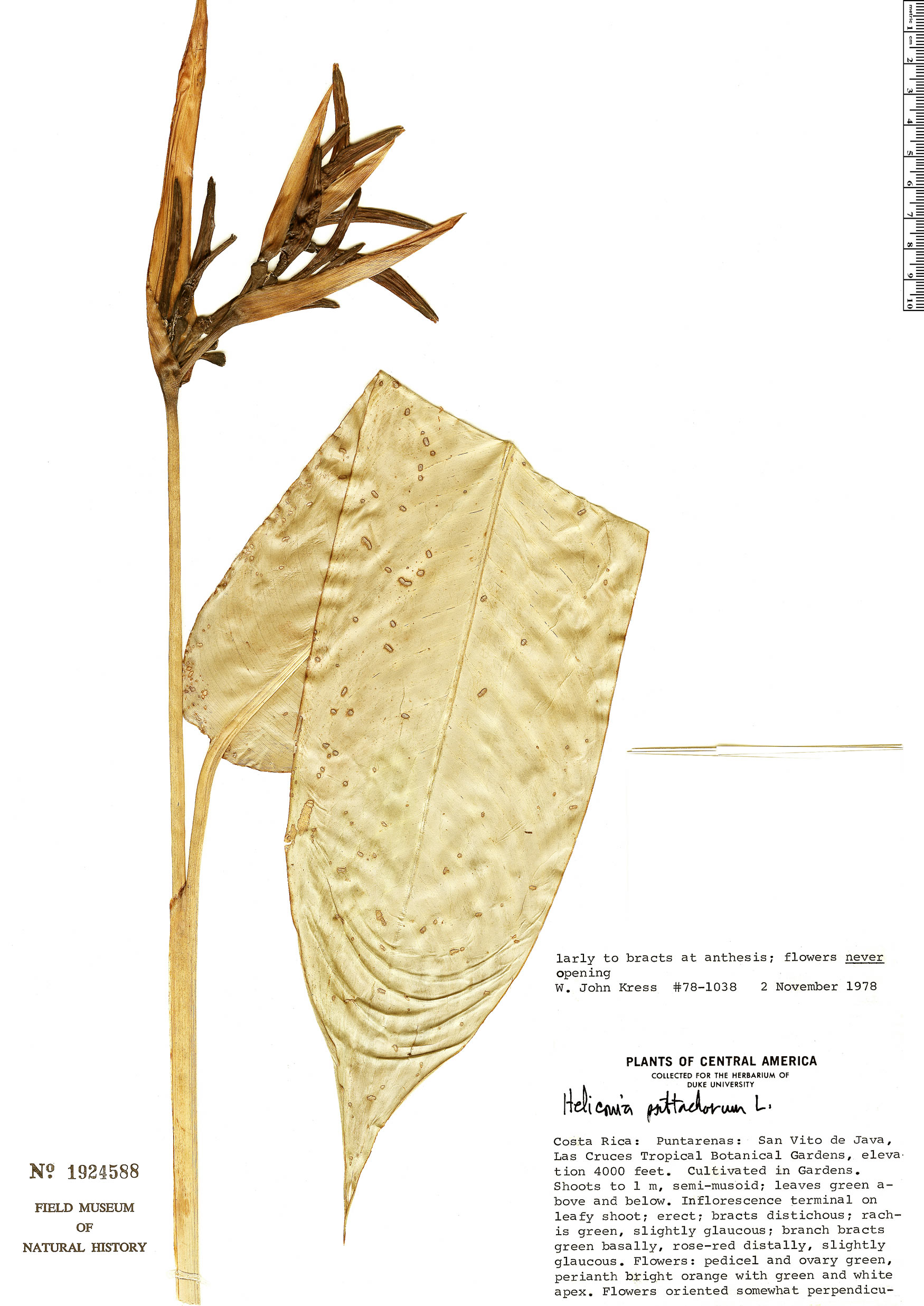 Heliconia psittacorum image