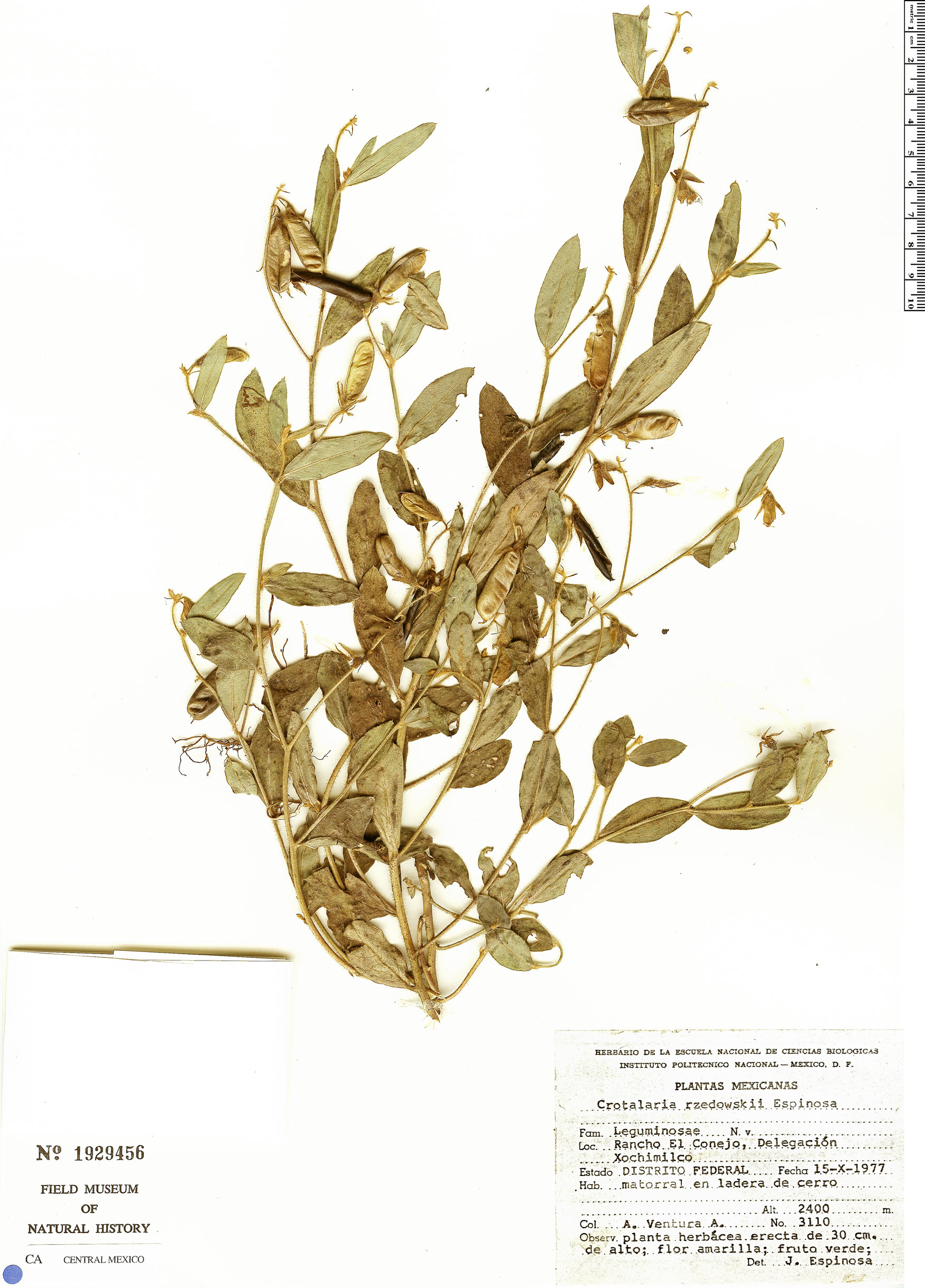 Crotalaria rzedowskii image