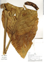 Monstera lechleriana Schott, Peru, A. H. Gentry 21367, F