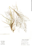 Eragrostis intermedia Hitchc., Mexico, L. H. Harvey 8472, F