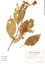 Pavonia fruticosa, Ecuador, G. W. Harling 17795, F