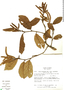 Alnus jorullensis Kunth, Mexico, K. Taylor 185, F