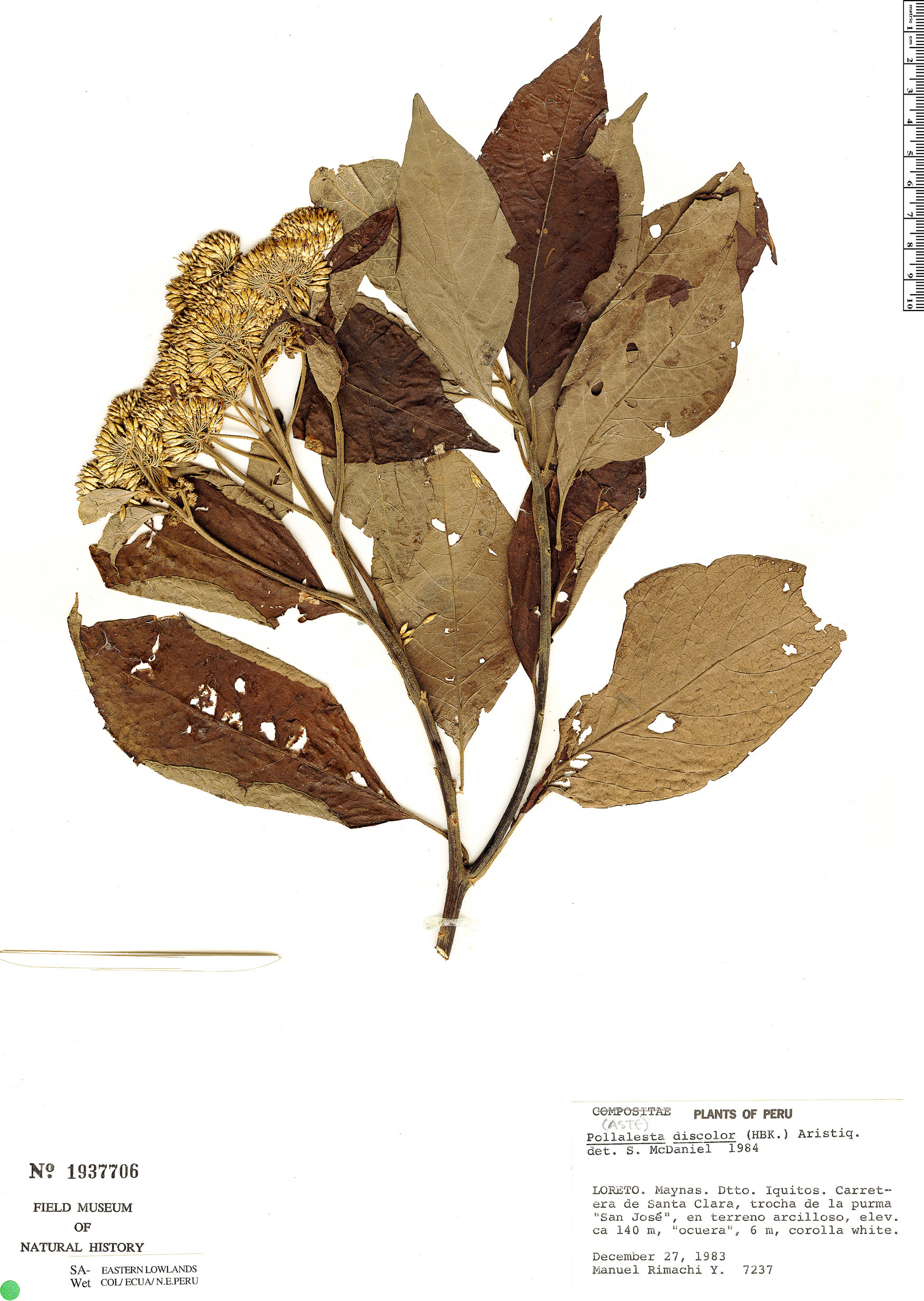 discolor Rapid Reference The Field Museum