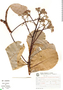 Aspidosperma marcgravianum Woodson, Brazil, G. G. Hatschbach 43128, F