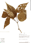 Piper crassinervium Kunth, Peru, R. B. Foster 7331, F