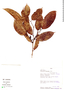 Bauhinia brachycalyx, Peru, R. B. Foster 9463, F
