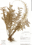 Asplenium rutaceum (Willd.) Mett., Peru, R. B. Foster 7790, F