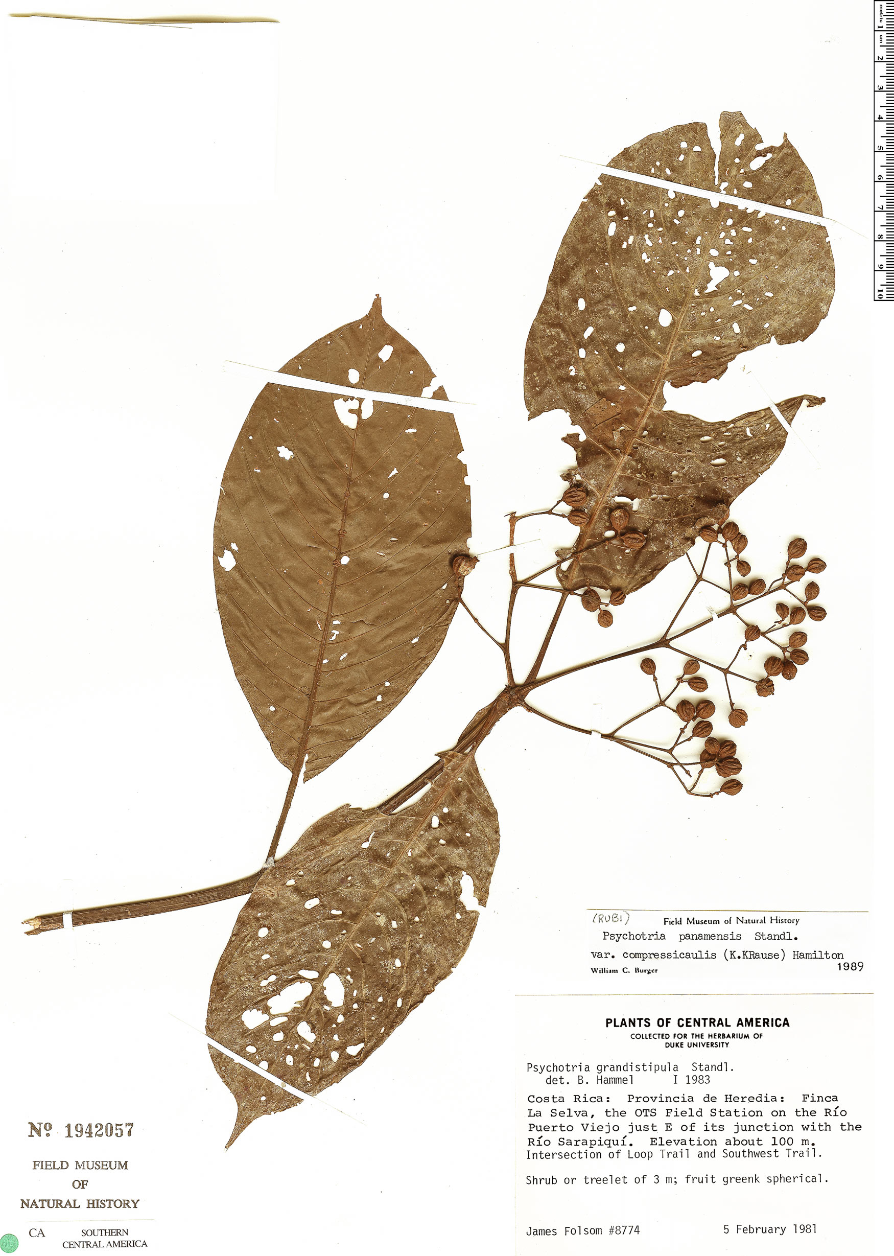Psychotria panamensis var. compressicaulis image