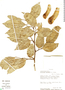 Myroxylon balsamum (L.) Harms, Peru, R. B. Foster 9925, F