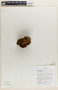 Pachira insignis (Sw.) Sw. ex Savigny, Peru, J. Schunke Vigo 15539, F