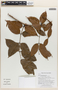 Eperua schomburgkiana Benth., Guyana, K. M. Redden 5138, F