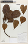 Sloanea rhodantha (Baker) Capuron, Madagascar, S. Randrianasolo 348, F
