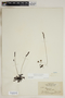 Drosera rotundifolia L., U.S.A., D. C. Peattie 134, F