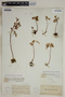 Sedum spathulifolium var. spathulifolium image