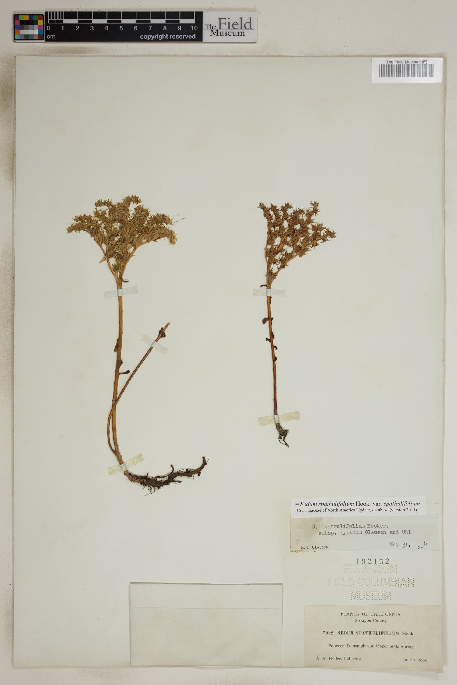 Sedum spathulifolium var. spathulifolium image