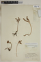 Sedum spathulifolium var. pruinosum image