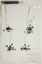 Drosera rotundifolia L., U.S.A., J. R. Lowrie, F