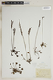 Drosera rotundifolia L., U.S.A., J. H. Schuette, F
