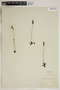 Drosera rotundifolia L., U.S.A., W. T. McLaughlin 518, F