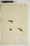 Drosera rotundifolia L., U.S.A., E. T. Buyama 1295, F