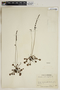 Drosera rotundifolia L., U.S.A., J. A. Steyermark 4493, F