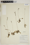 Drosera rotundifolia L., Canada, C. E. Garton 1517, F