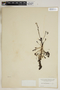 Drosera intermedia Hayne, U.S.A., G. V. Nash 538, F